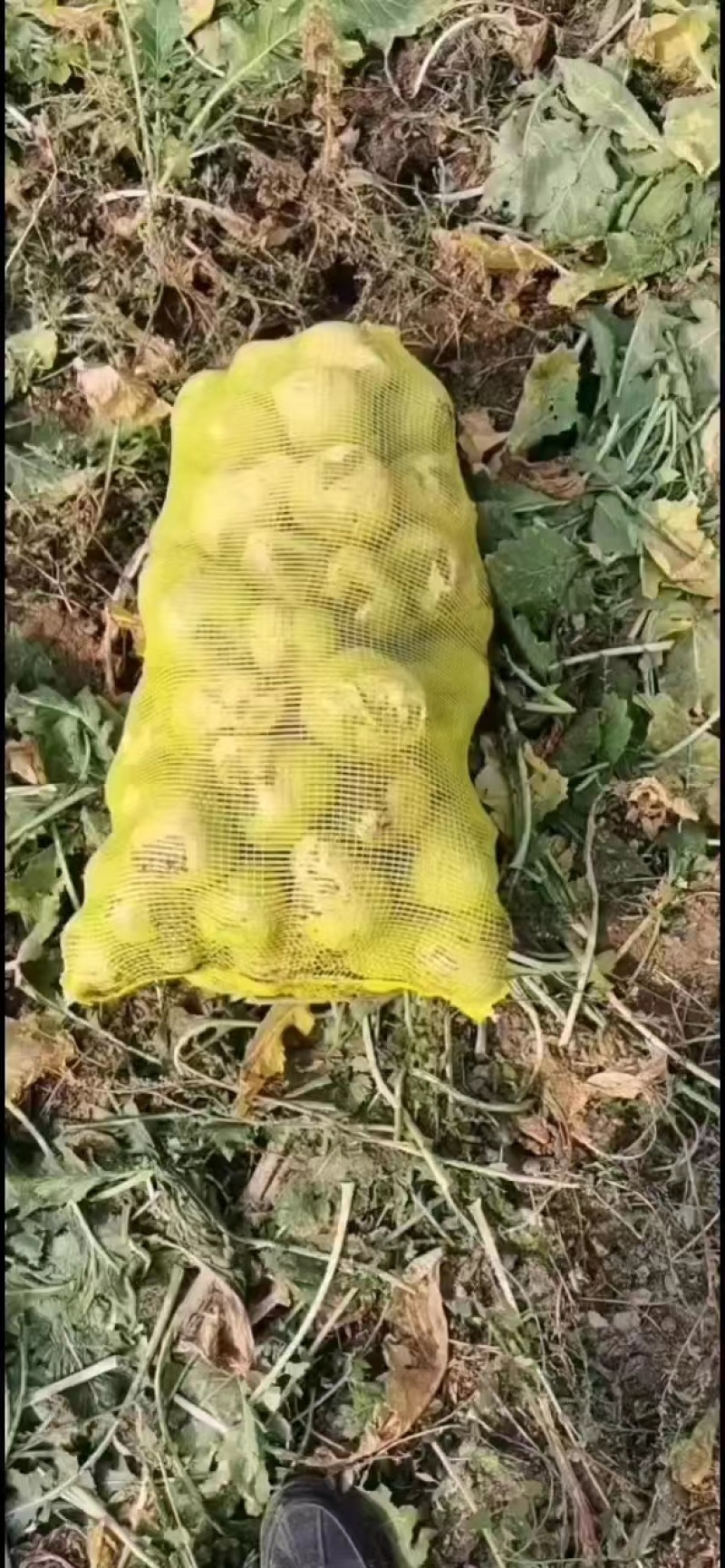 【精选】芥菜大头菜全国发货可供市场商超电商价格优惠