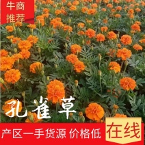 【大量供应】孔雀草孔雀草杯苗花卉植物电话咨询更优惠