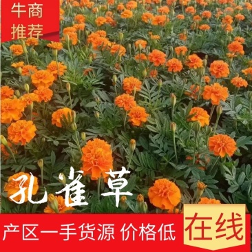 【大量供应】孔雀草孔雀草杯苗花卉植物电话咨询更优惠
