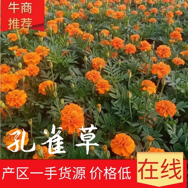 【大量供应】孔雀草孔雀草杯苗花卉植物电话咨询更优惠
