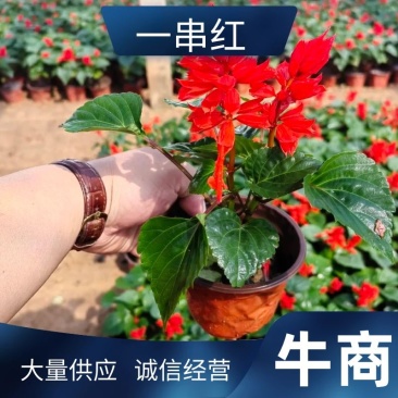 一串红花卉盆景苗圃直发大量供应可视频看货欢迎致电
