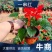 一串红花卉盆景苗圃直发大量供应可视频看货欢迎致电