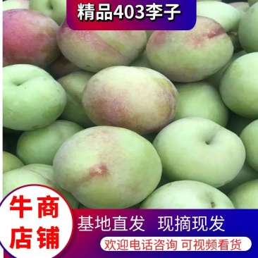 河南403甜李子青脆李子大量上市基地直发统品质保证