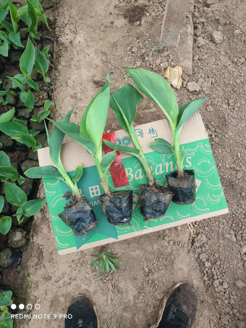 美人蕉种植基地