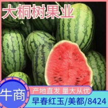 早春红玉美都8424西瓜等品类齐全，年轻实力代办诚信第一