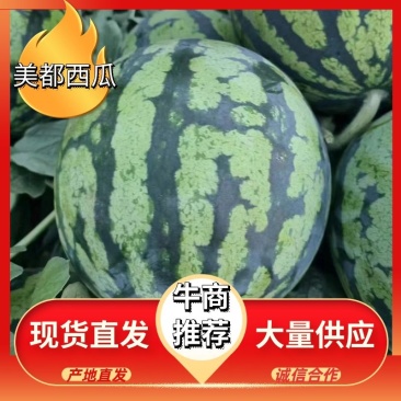 美都西瓜产地直供专业团队对接各大市场电商合作共赢