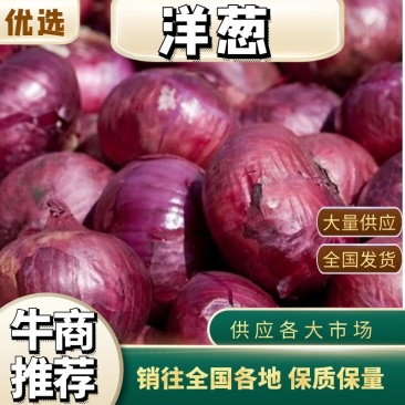 紫皮洋葱河南通许大量供应，诚信发往全国欢迎订购