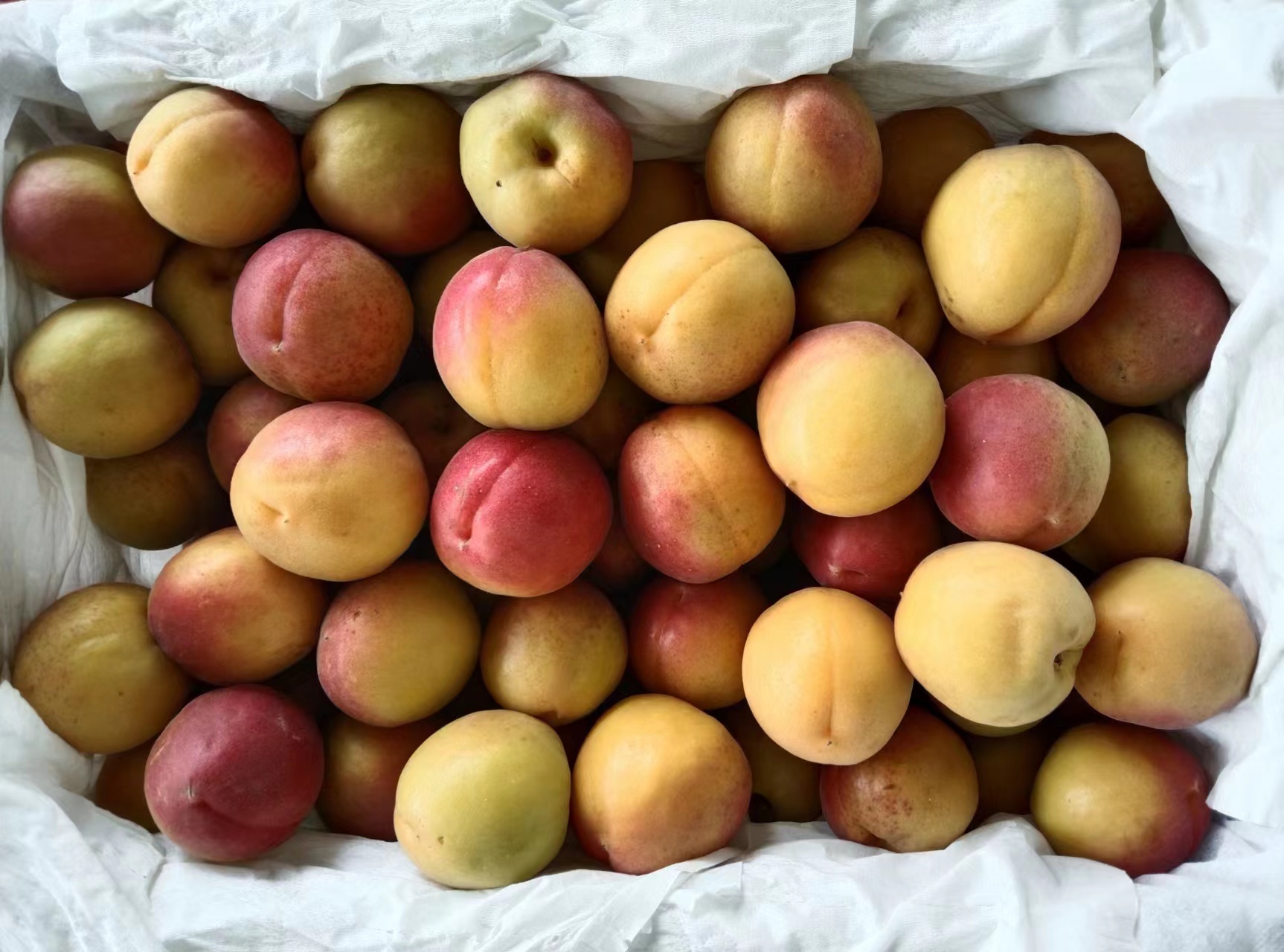 杏与常见食材搭配示意图