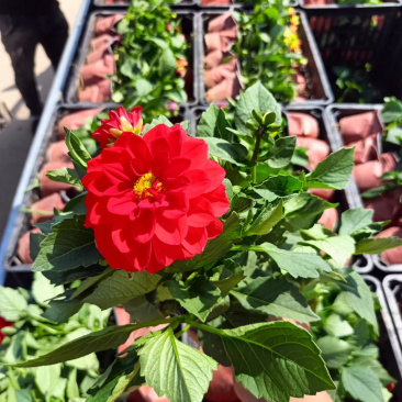 小丽花批发基地