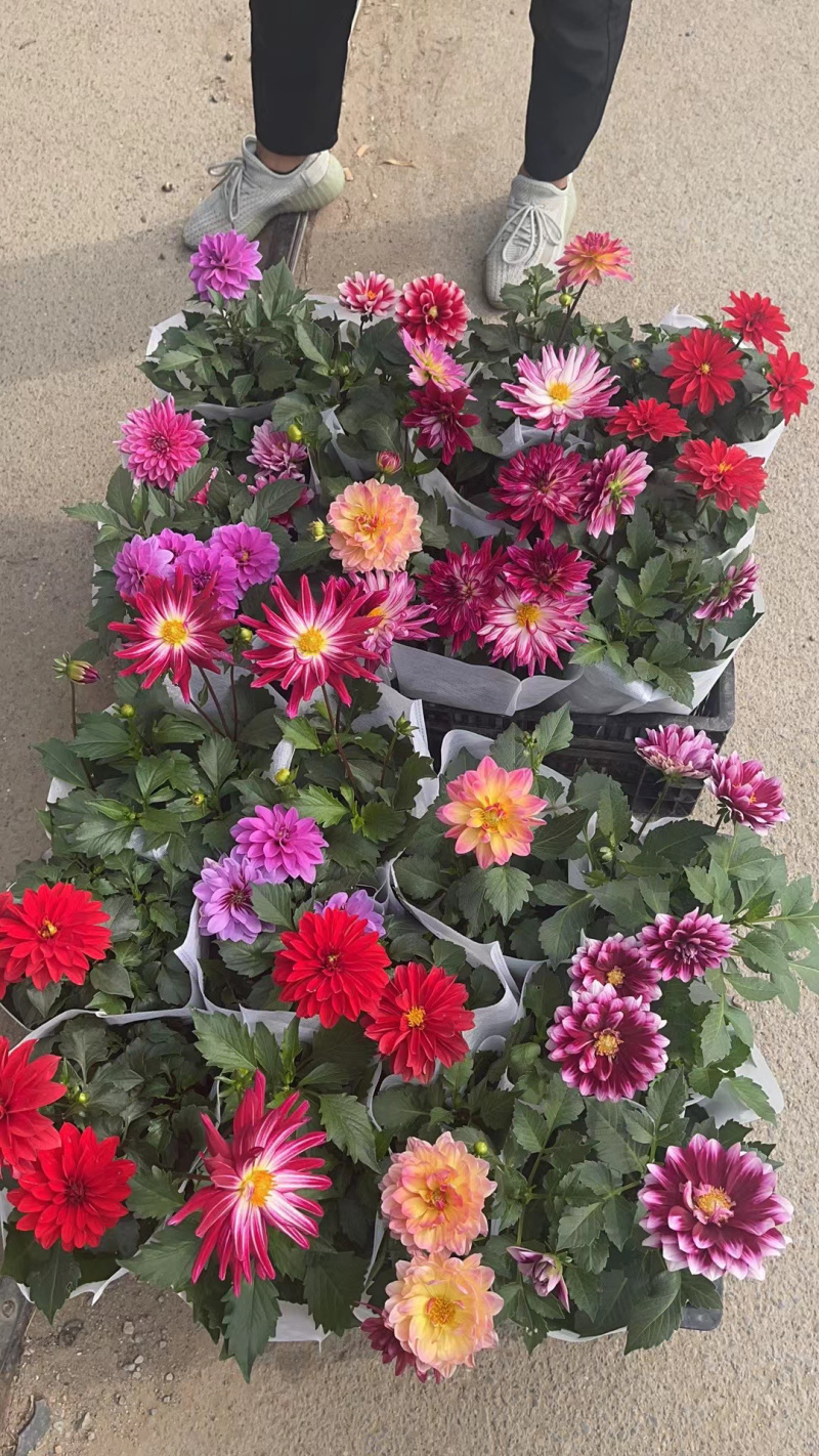 小丽花批发基地