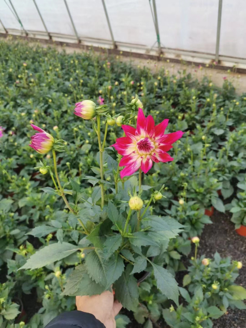 小丽花批发基地