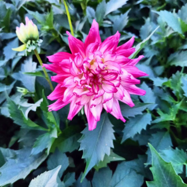 小丽花基地