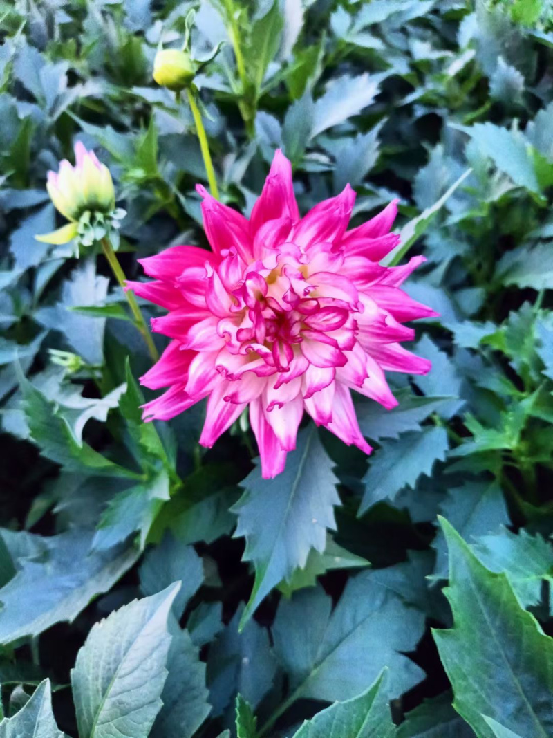 小丽花基地