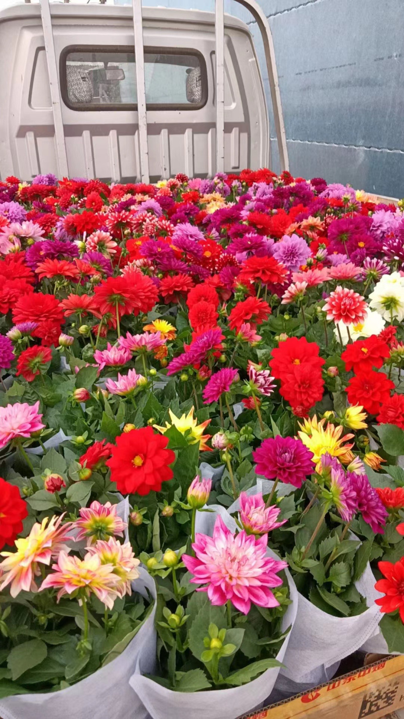小丽花基地