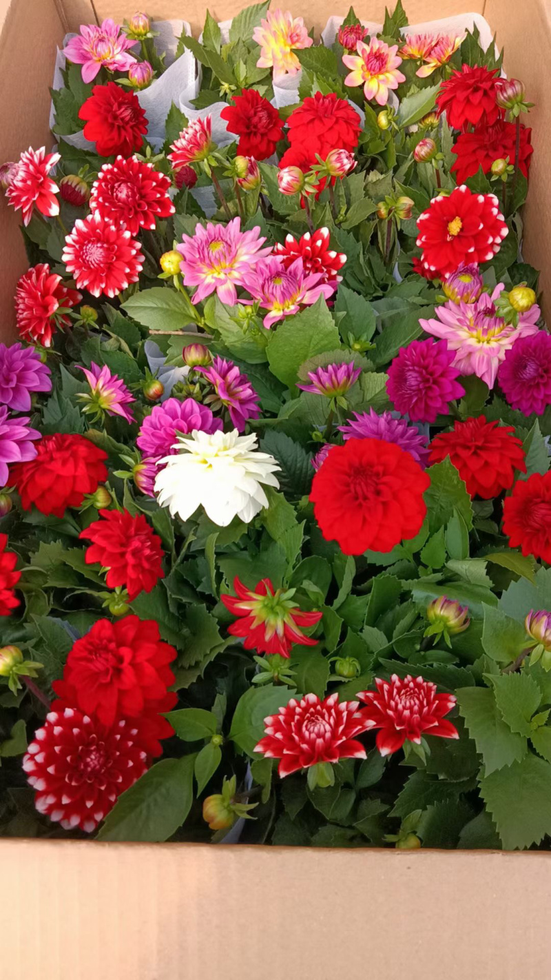 小丽花基地