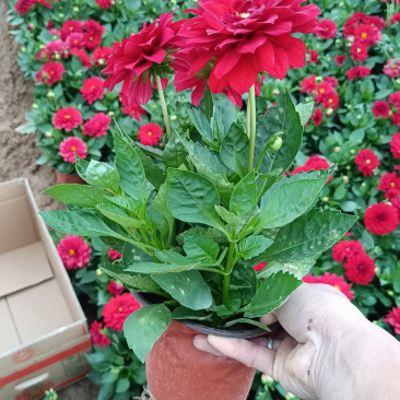 小丽花种植基地