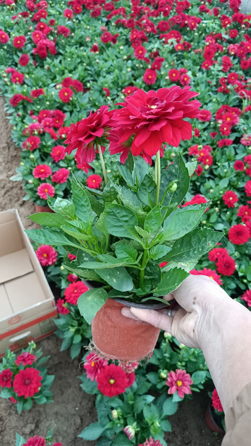 小丽花种植基地