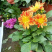 小丽花种植基地