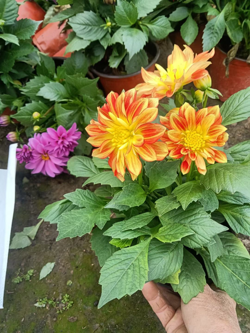 小丽花种植基地