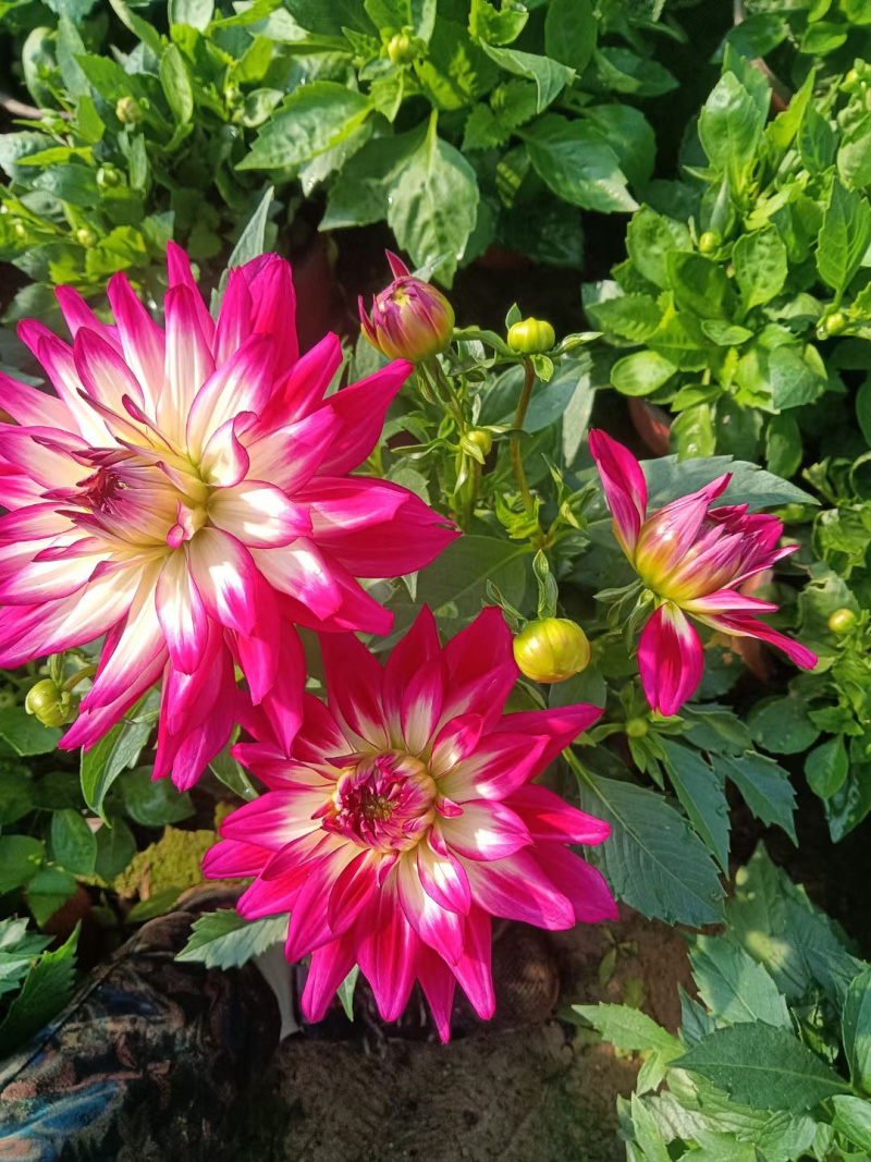 小丽花种植基地