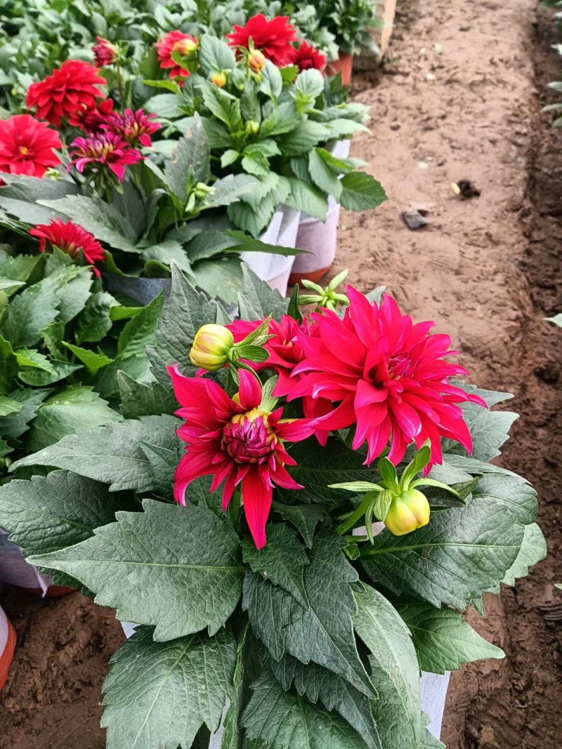 小丽花种植基地