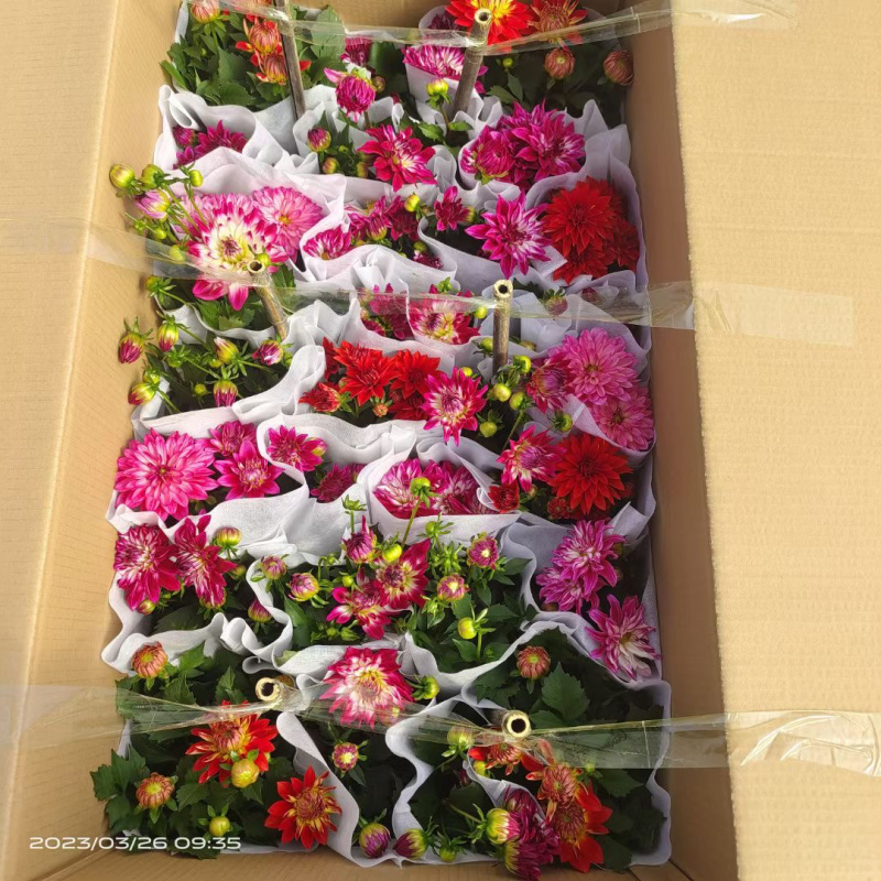 小丽花种植基地