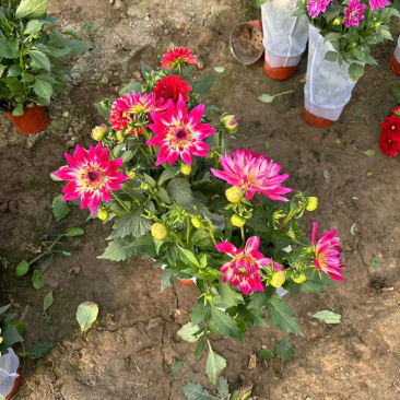 小丽花供应基地