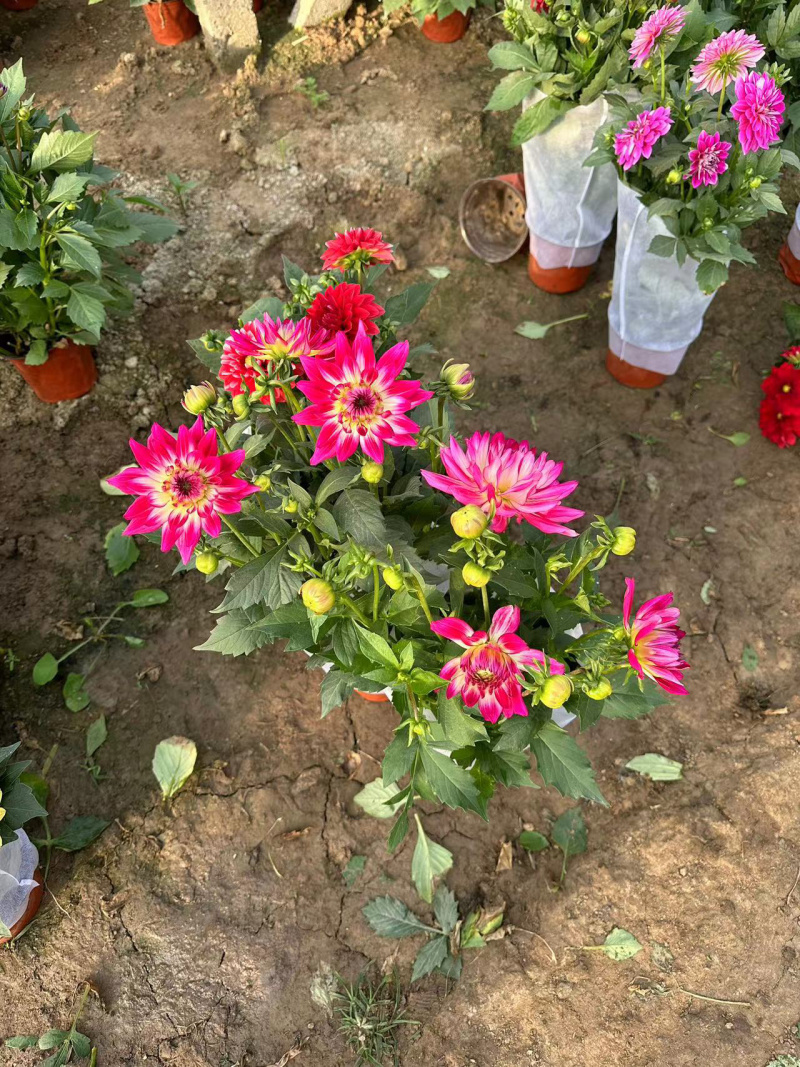 小丽花供应基地