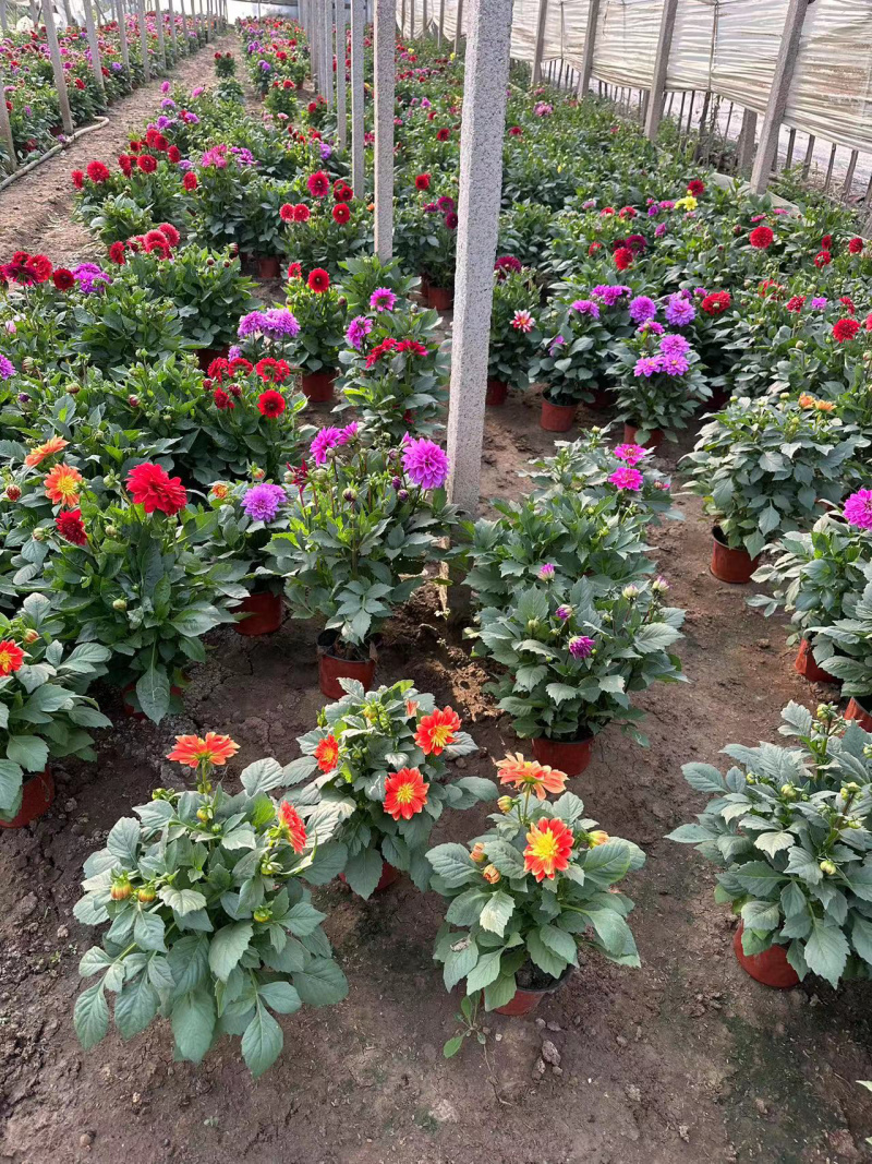 小丽花供应基地