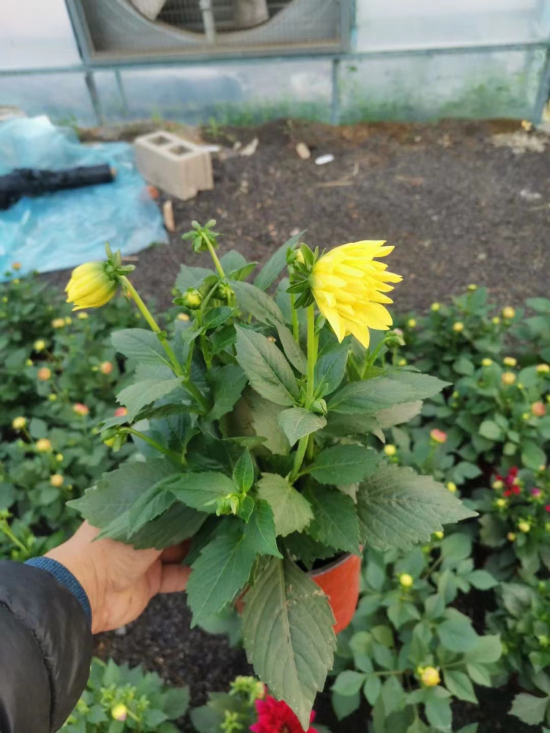 小丽花供应基地