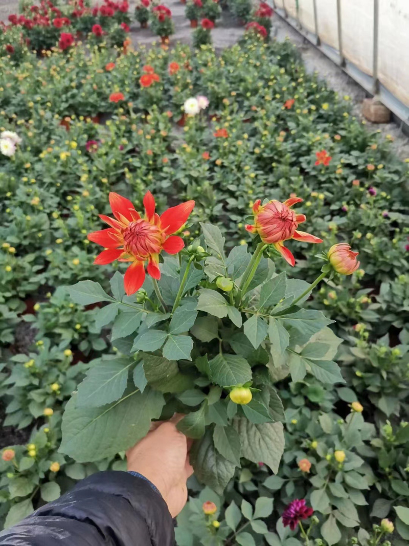 小丽花供应基地