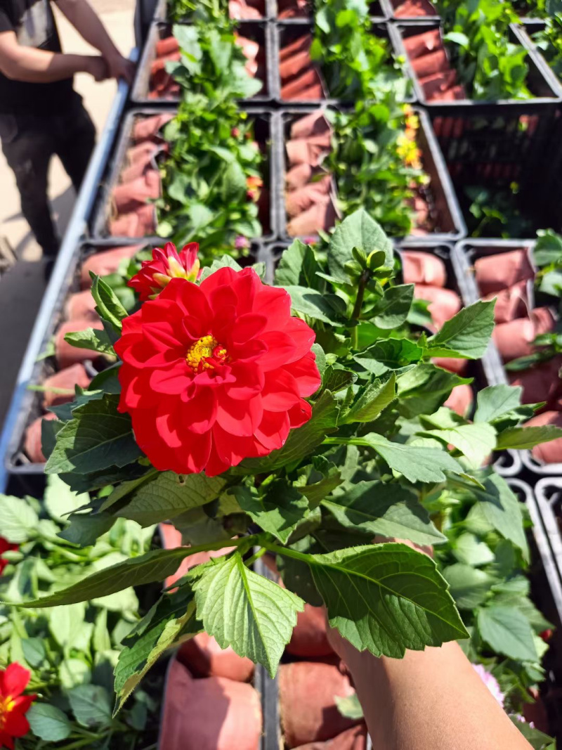 山东小丽花批发基地