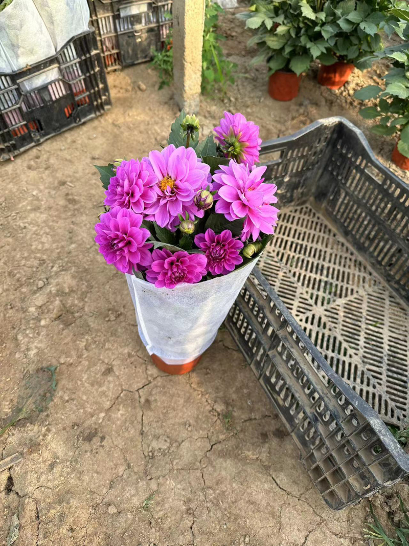 山东小丽花批发基地