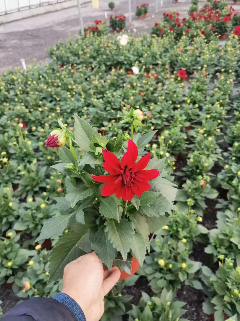 山东小丽花批发基地