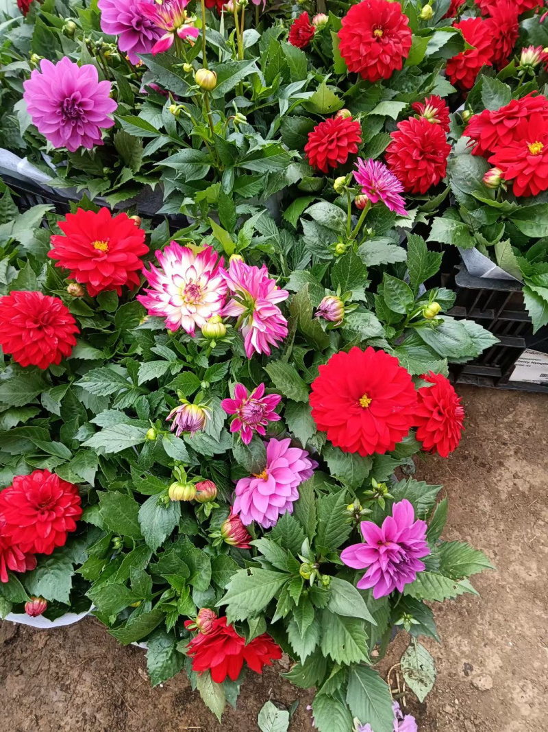 山东小丽花批发基地