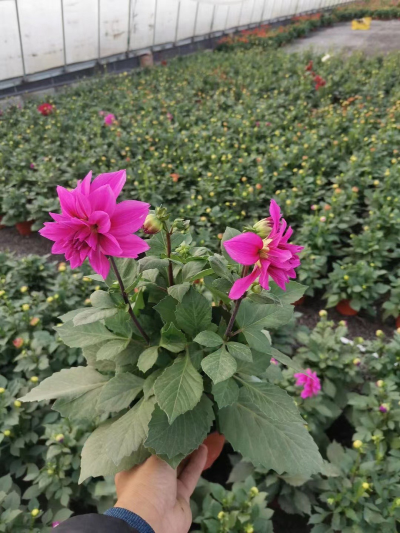 山东小丽花批发基地