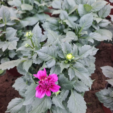 青州小丽花基地