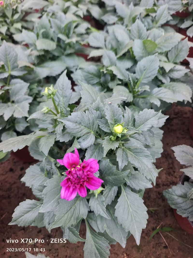 青州小丽花基地