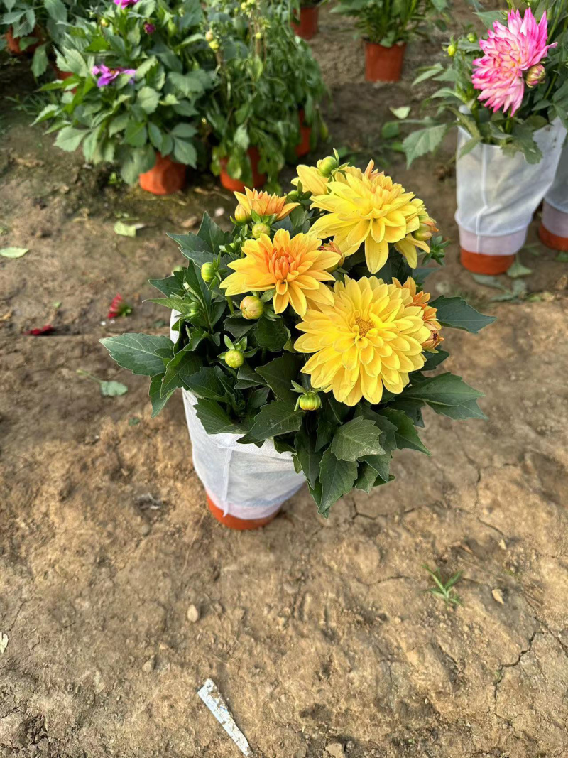 青州小丽花基地