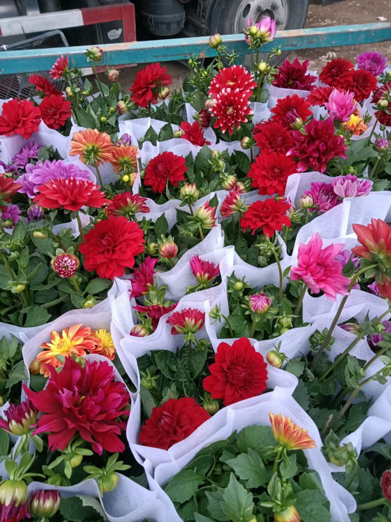 青州小丽花基地
