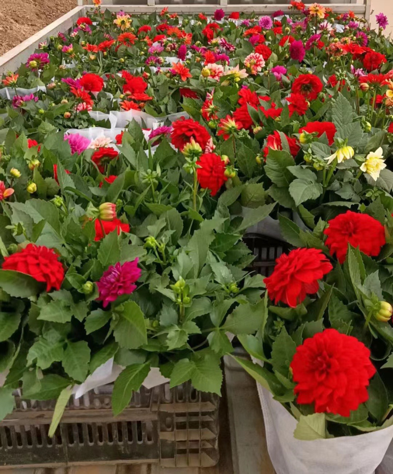 青州小丽花基地