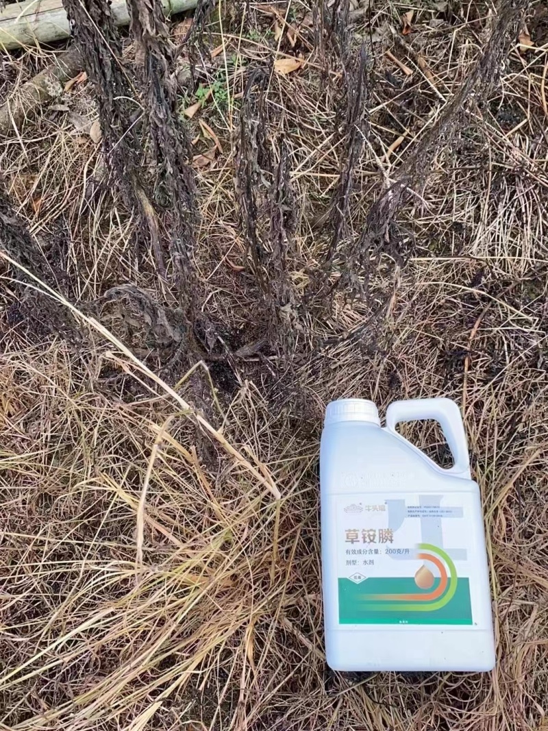 20%草铵膦牛头湾牛么王柑橘园灭生性除草剂