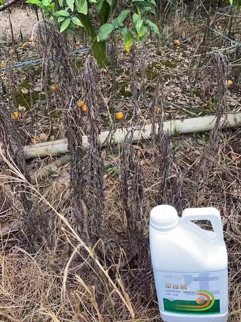 20%草铵膦牛头湾牛么王柑橘园灭生性除草剂