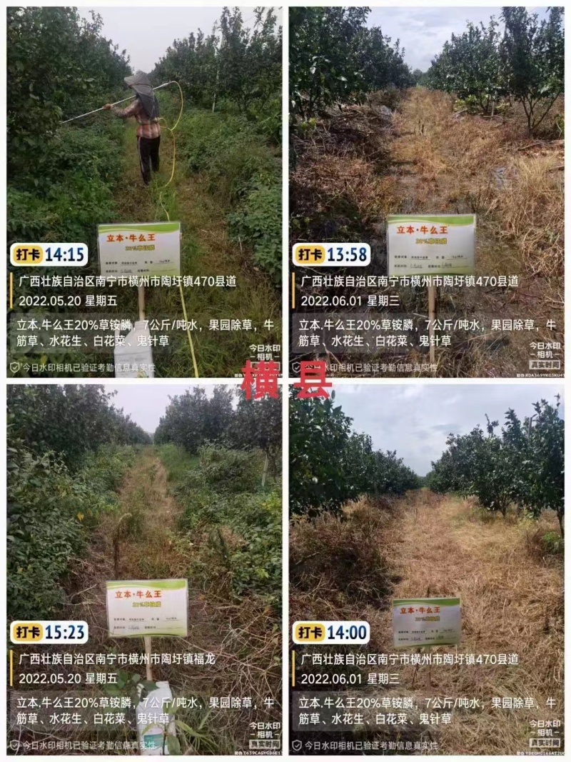 20%草铵膦牛头湾牛么王柑橘园灭生性除草剂