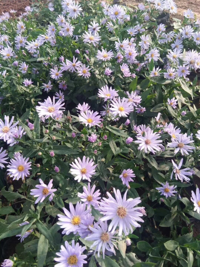 紫菀基地