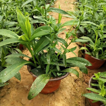 紫菀供应基地