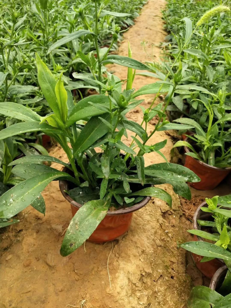 紫菀供应基地