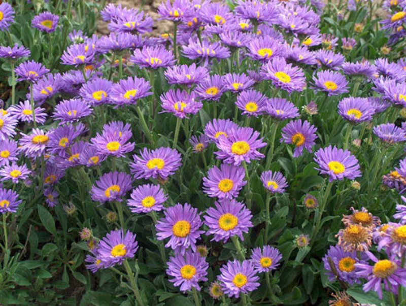 紫菀供应基地