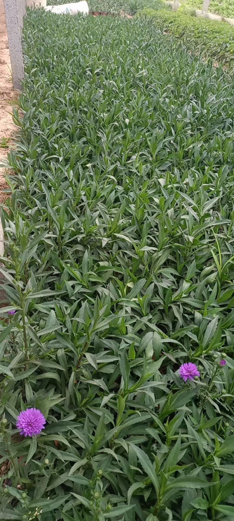 紫菀供应基地