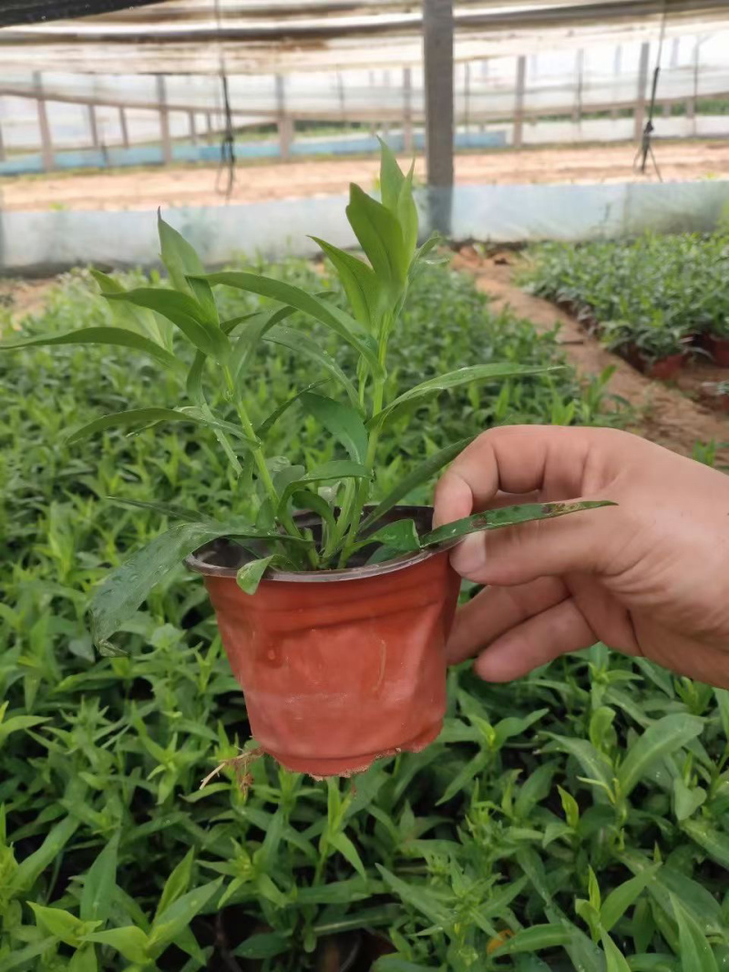 紫菀供应基地
